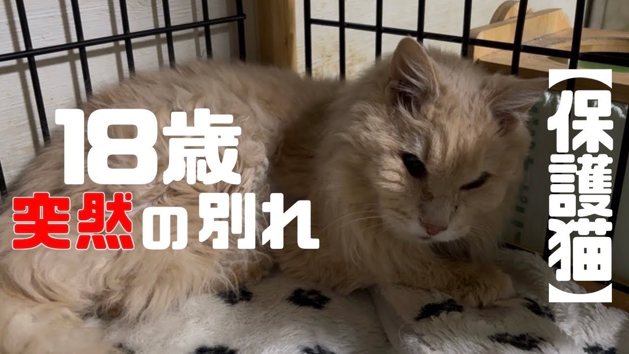 飼い主さまとお別れしたシニア猫を保護しました