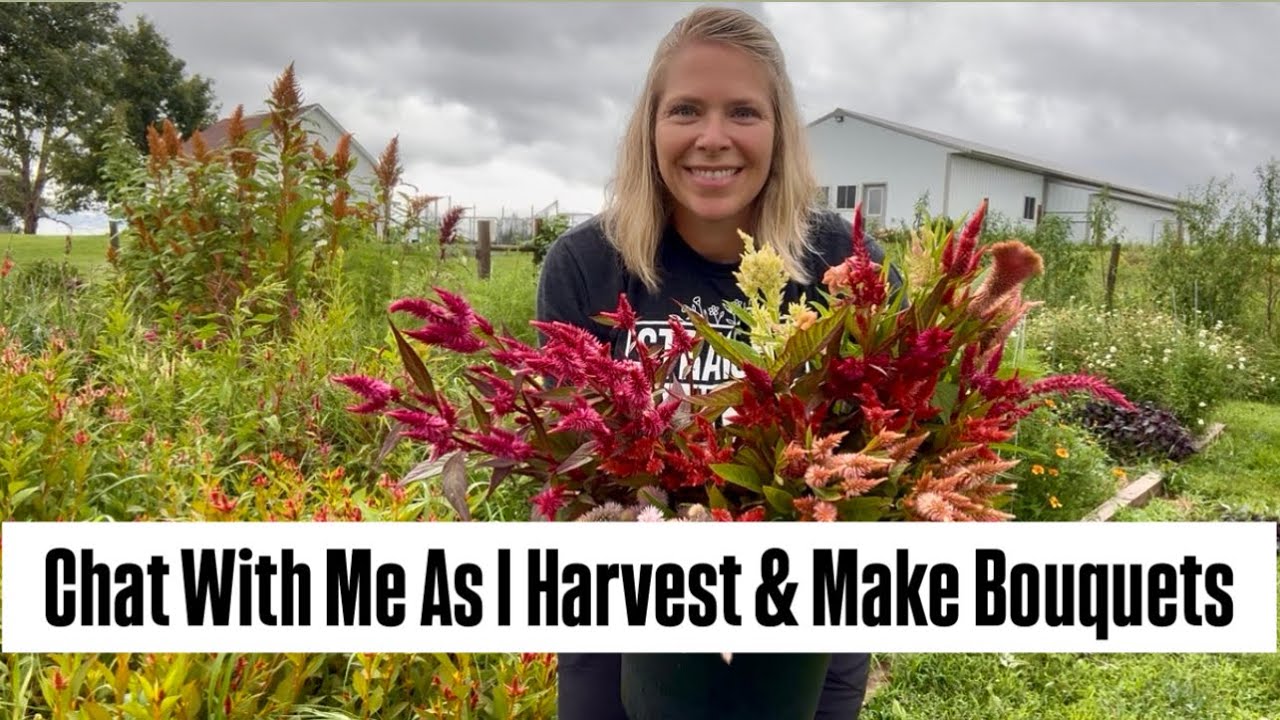 Garden Chat As I Harvest & Make Bouquets : flower farm : cut flowers : Zone 5 : summer flowers