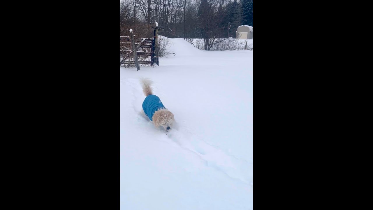 After Winter Storm Walk With Willow 1973 With My Senior Dog, No Talking