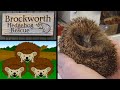 Brockworth Hedgehog Rescue Charity Fundraiser Documentary - PLUS new Koit &quot;Hedgehogs&quot; Animation