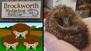 Brockworth Hedgehog Rescue Charity Fundraiser Documentary - PLUS new Koit Hedgehogs Animation