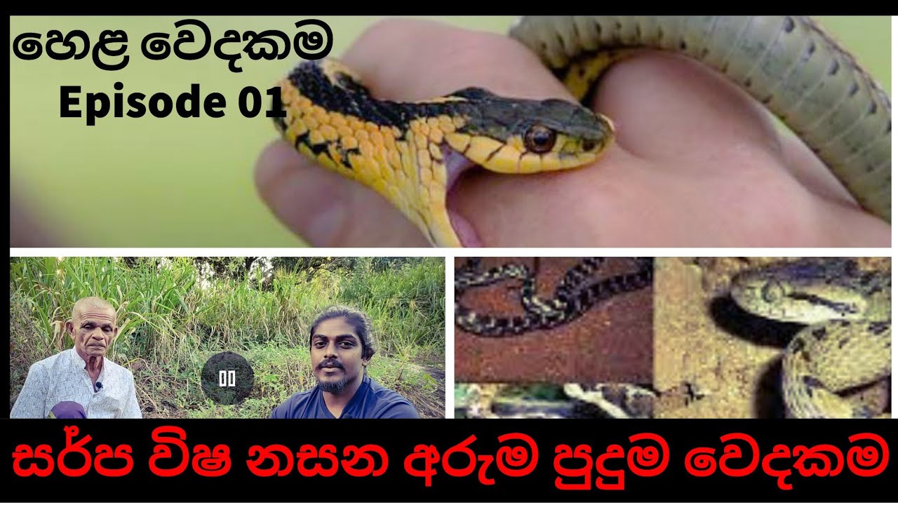 සර්ප විෂ නසන අරුම පුදුම වෙදකම් කරන හෙළ වෙද මහතා | Episode 01 - Bilii talks