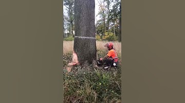 Tree felling with stihl 661