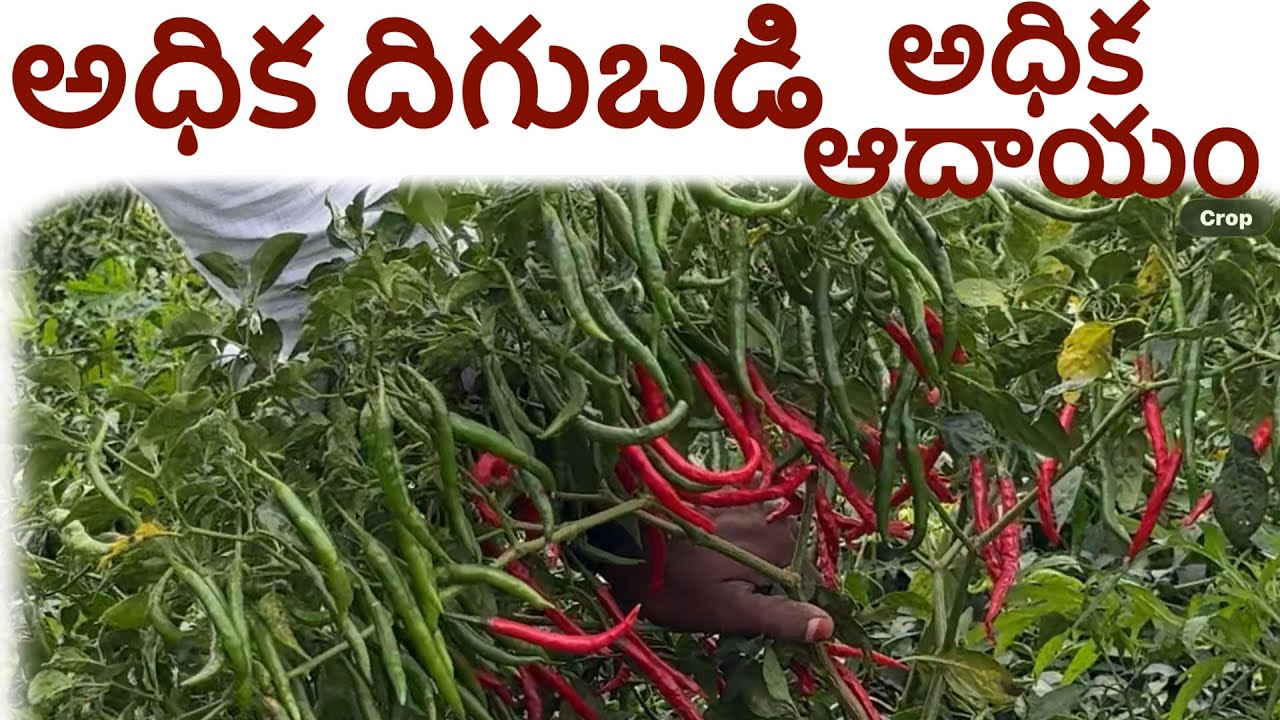 #topteja chitra తేజ #అధిక ఆదాయం #అధిక దిగుబడి #వైరస్ #నల్లి #తామర #40kwintals #7093798517 