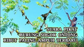 suara pikat burung sogok ontong ribut terbaru ARIF CHANNEL