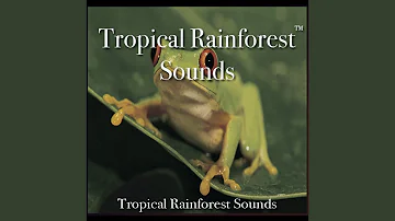 Tropical Rainforest Sounds - 60 Minutes of Tropical Rainforest Bliss
