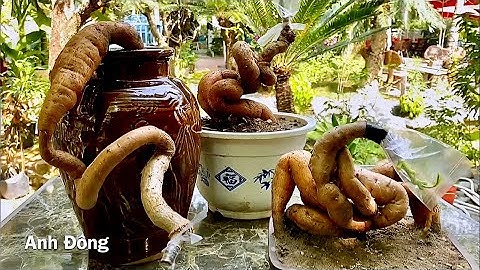 Chuyển dáng gốc cóc rừng và ghép cóc Thái