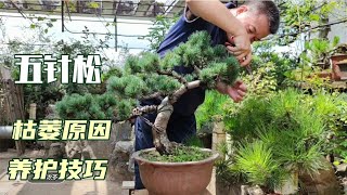 Why does the good five-needle pine inexplicably lose its branches and wither?好端端的五針松為何會莫名其妙的失枝枯乾