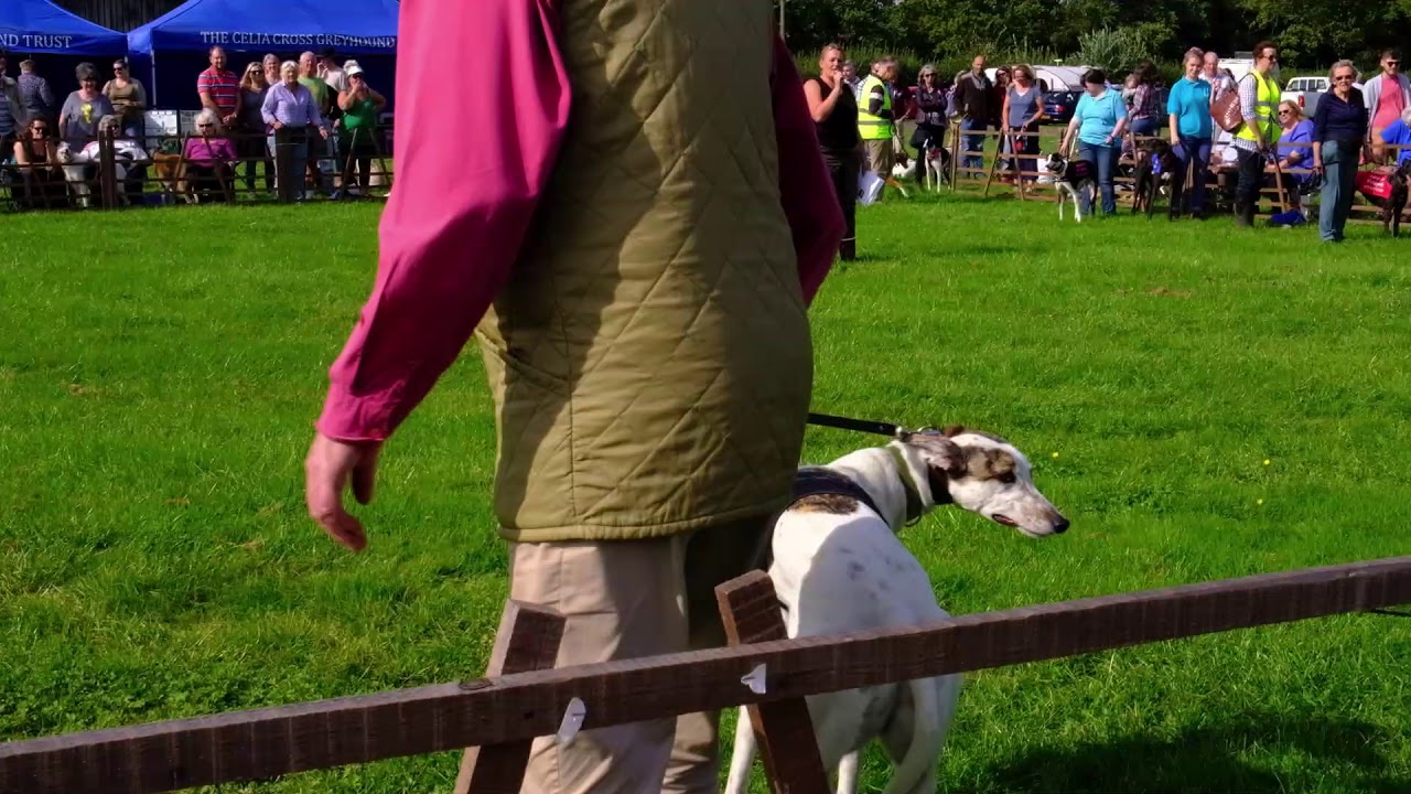Celia Cross Greyhound Trust