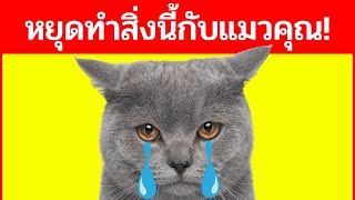 11 สิ่งที่คุณทำร้ายแมว และคุณต้องหยุดทำ !