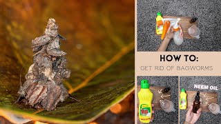 Just 2 Ingredients to Naturally Eliminate Bagworms on Your Trees: Homemade Spray