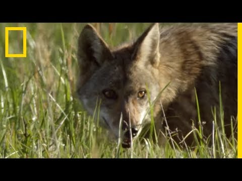 Vidéo: Les coyotes mangent-ils des pronghorns ?