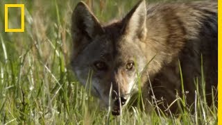 Est-ce qu'il y a des coyotes au Québec ?