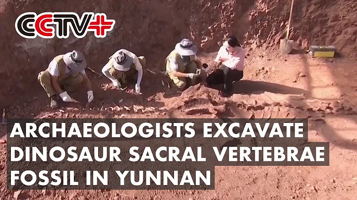 Archaeologists Excavate Dinosaur Sacral Vertebrae Fossil in China's Yunnan - DayDayNews