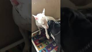 Bull Terrier E American Bully