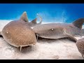 Scuba Diving at Banco Chinchorro atoll with Amigos del Mar, Mahahual