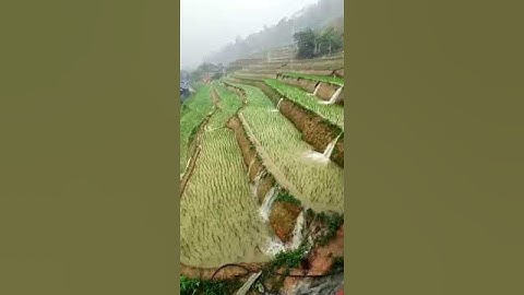 Thoát nước cho ruộng bậc thang - Quá nguy hiểm  #gionglua  #farming  #goldseed