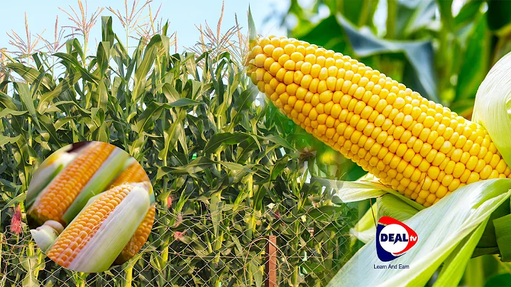 How To Grow Maize in Uganda Earn Ugx 50M in one year.