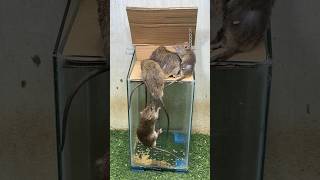 Best Mouse Trap Idea/Mouse Trap Tips At Home #Mousetrap #Mousetrap2022 #Rat