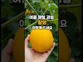 참외 효능 이렇게 드시면 극대화 됩니다!