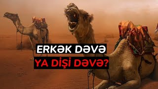 Erkək Dəvə Ya Dişi Dəvə?? Şeyx Orxan Məmmədov... #hüseyniyyun #müqavimət #azərbaycan #iran #israel