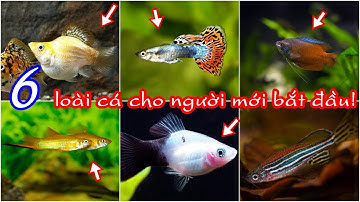 Mới tập nuôi cá bạn nên nuôi 6 loại cá này!