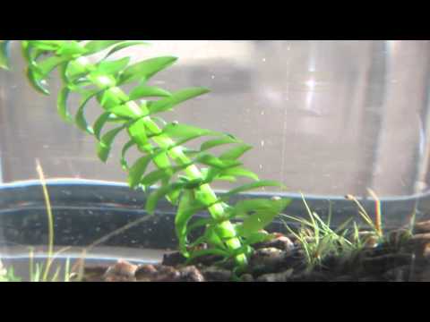 Video: Wat is suurstofplante: hoe om onderwater plante te plant
