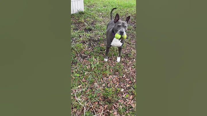 Video of adoptable pet named Loca