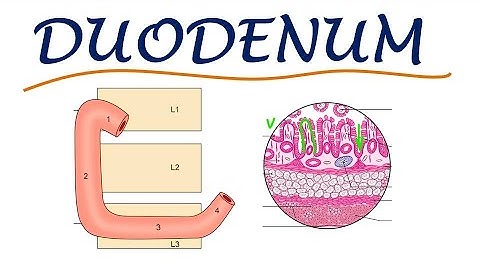 Chp20 | Anatomy of DUODENUM | BDC Vol2 | Abdomen Anatomy | Dr Asif Lectures