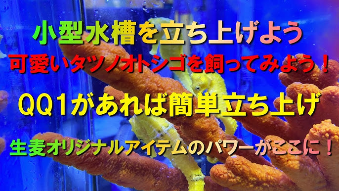 小型水槽で海水魚を立ち上げます 立ち上げ編 Youtube