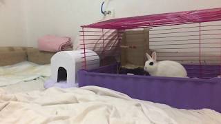 Кролик Айви и дикий прыжок. Bunny climbing the wall. Crazy extreme jump