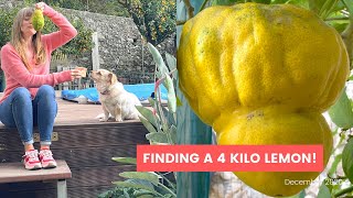 A 4 KILO LEMON & MAKING SOAP | The Positano Diaries EP 70