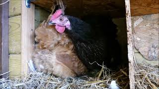 Two chickens fight over their egg