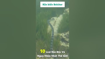 Rắn Biển Belcher - 10 Những Loài Rắn Độc và Nguy Hiểm nhất Thế giới Bạn CẦN BIẾT để Tránh xa (09)
