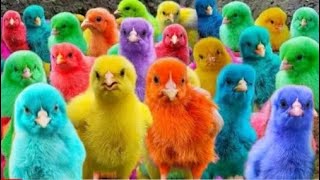 Catching Chickens,colorful chickens,rainbow chickens,cute chickens