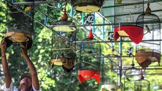 simulasi suara lovebird melatih mental di gantangan ampuh !!!