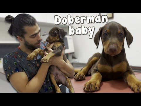 Video: Doberman pinschers nə vaxt böyüməyi dayandırır?