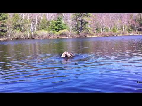 snapping turtles mating