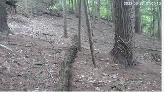 Adirondack Trail Cam .... Live....9-28-22