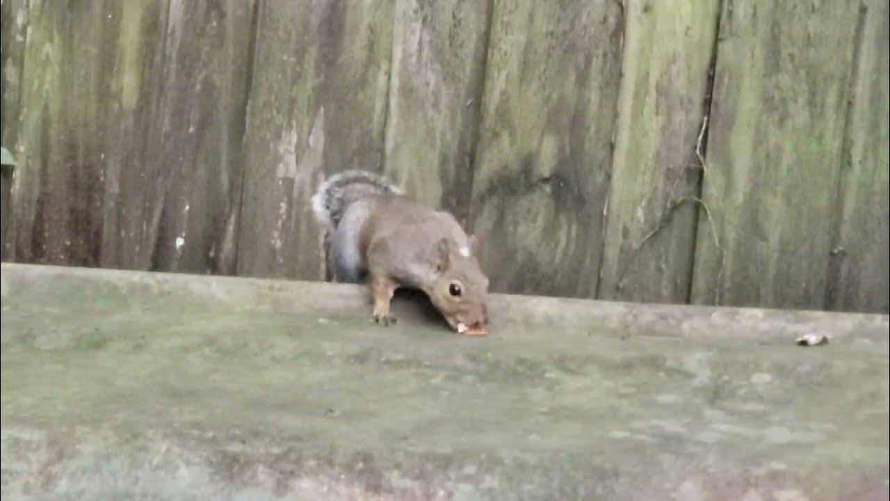Squirrel "Lock Jaw" Back Again YouTube