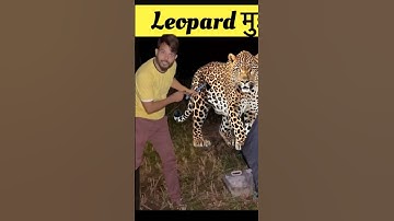 Leopard 🐆 Attack तेंदुए ने अचानक से हमला कर दिया #leopard