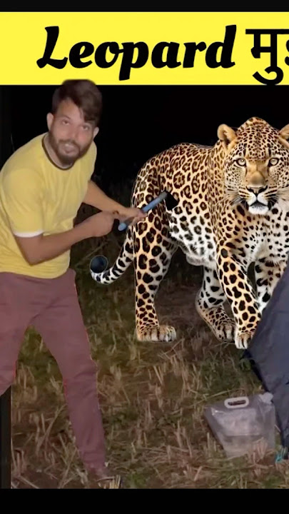Leopard 🐆 Attack तेंदुए ने अचानक से हमला कर दिया #leopard