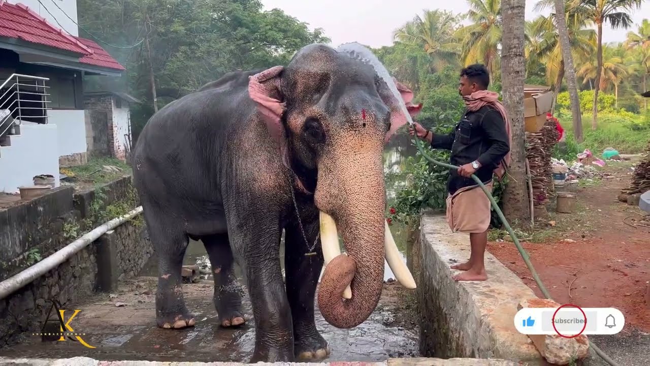 ഇന്നത്തെ ചിറക്കൽ ഭഗവതിയുടെ വിളക്ക് എഴുന്നളിപ്പിന് എത്തിയ തിരുവമ്പാടി ചന്ദ്രശേഖരൻ
