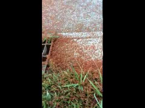 Christmas Island - Millions of tiny red crabs