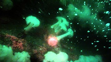 HMCS Yukon Dive in San Diego Part 1 raw footage