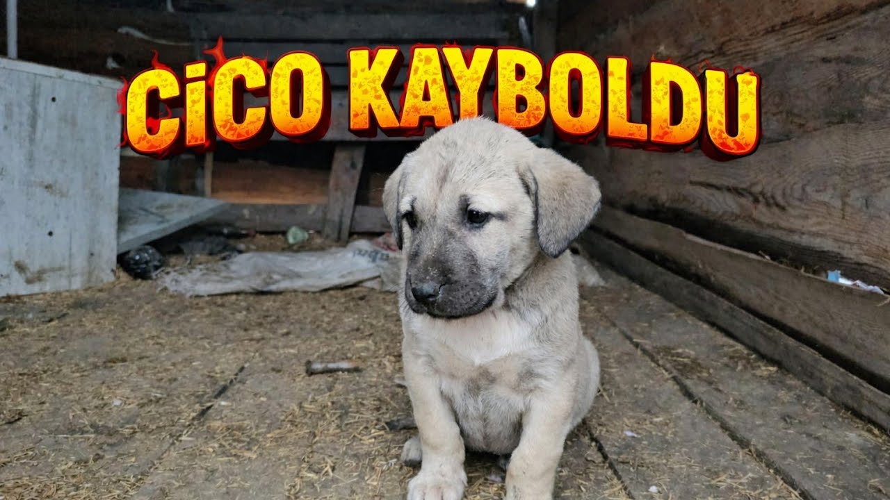 YENİ YAVRU KÖPEĞİM CİCO KAYBOLDU ! - KAĞANLA GEZİYE ÇIKTIM CİCO GİTTİ ! 