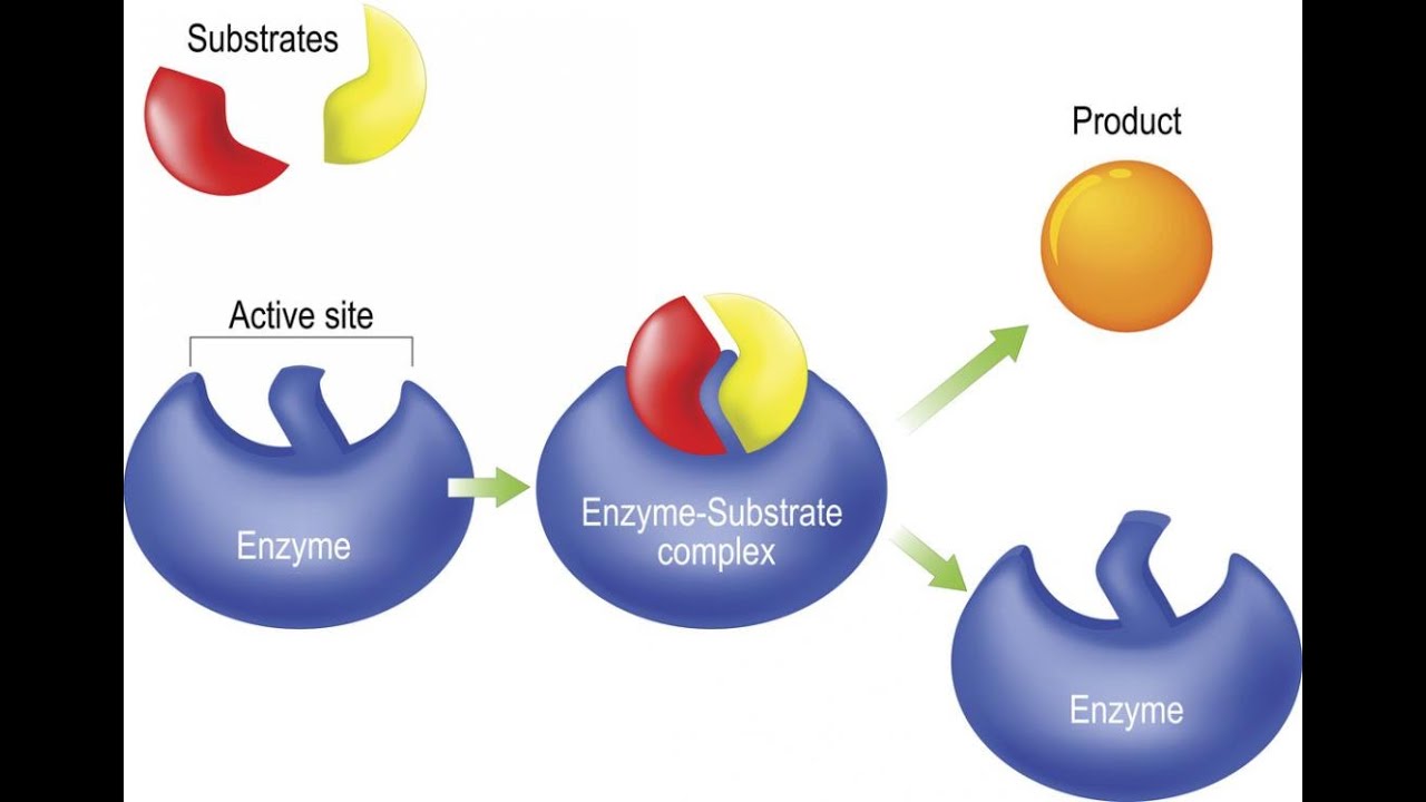 Product activities. Lock and Key model Enzyme. Ферменты изображения. Ферменты на белом фоне. Ферменты протеины.