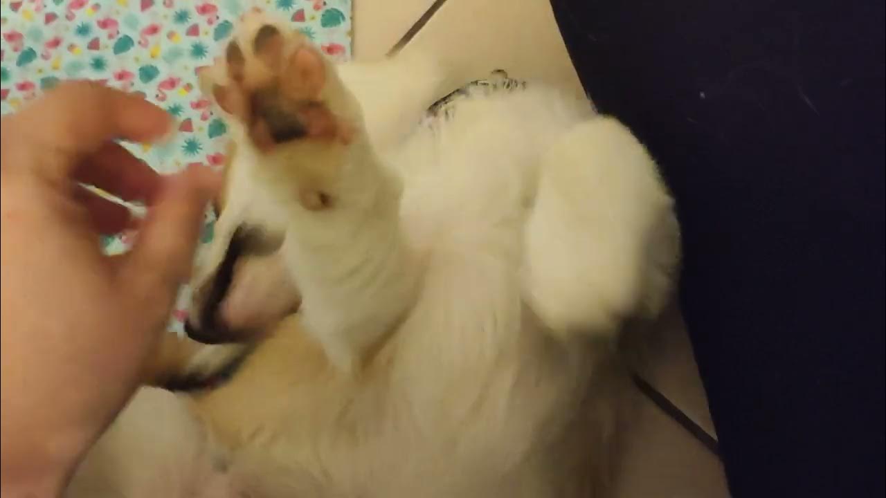 Sleepy Puppy Throws A Tantrum! YouTube