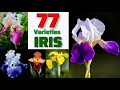 77 iris varietiesbest iris plant varieties with identification from a to z