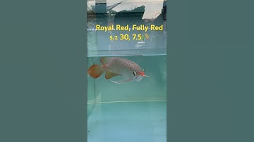 #huyếtlongphôngtrắng #arowana #cárồng #huyếtlong vài con cá ngày xưa, ae lấy về chơi siêu mềm